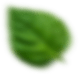Feuille verte floue